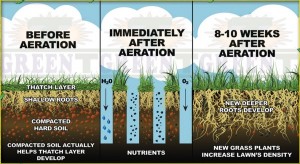 Aeration-and-Overseed-Diagram-e1408570888245