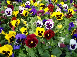 colorful-pansy-flowers
