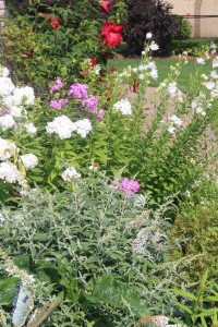 The red/white spiritual garden infected with pink garden phlox