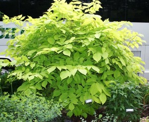 Aralia_Sun_King__48128.1447438899