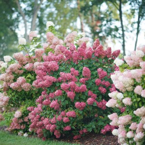 Hydrangea Fire Light 1_1080_1080_60