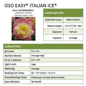 Rosa_Oso_Easy_Italian_Ice_Professional_Grower_Sheet_copy_394_394_60