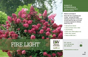 hydrangea_fire_lightr_panicle_hydrangea_11x7_variety_benchcard_proven_winners_0