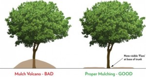 01398813960r-mulching-landscaping-beds